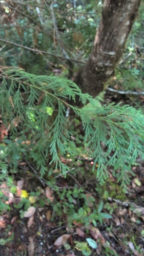 Chamaecyparis lawsoniana, photograph 3