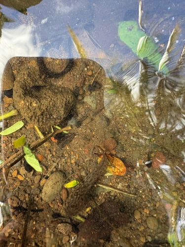 Lithobates catesbeianus observed 2026-09-05