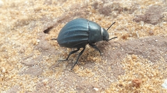 Erodius