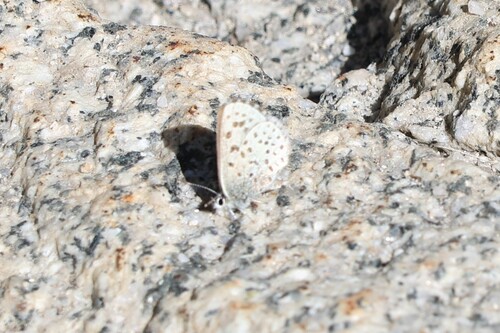 iNaturalist observation photo of Typical Blues