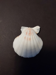 Bractechlamys vexillum