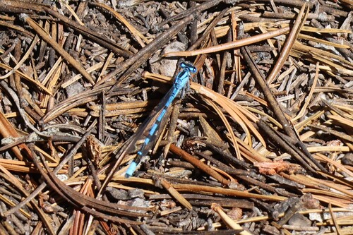 iNaturalist observation photo of Bluets