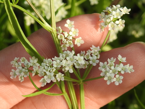 Image of Limnosciadium pinnatum by (c) Sam Kieschnick, some rights reserved (CC BY)