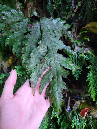Tectaria gaudichaudii observed 2026-09-05