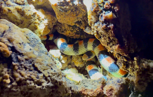 Ground Snake