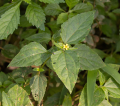 Calyptocarpus brasiliensis