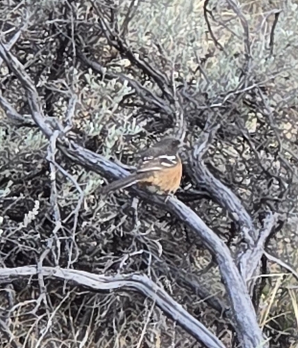 Spotted Towhee