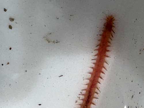 Namalycastis hawaiiensis, 2026-09-05