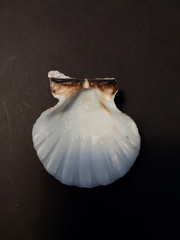 Bractechlamys vexillum