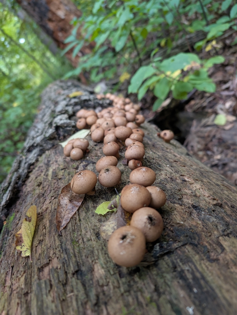Pear-shaped Puffball · September 2026 · photo: Photo: no rights reserved · iNaturalist