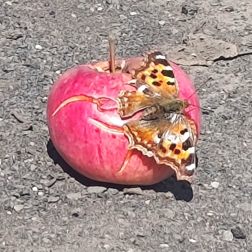 Compton Tortoiseshell