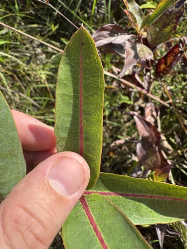 Asclepias sullivantii, photograph 3