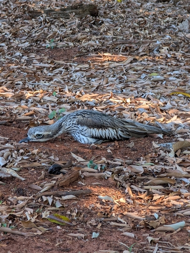 Bush Stone-curlew