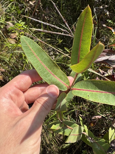 Asclepias sullivantii