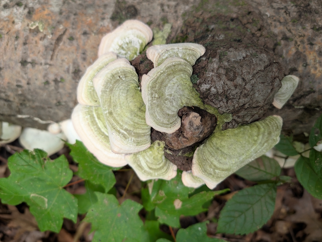 Trichaptum subchartaceum