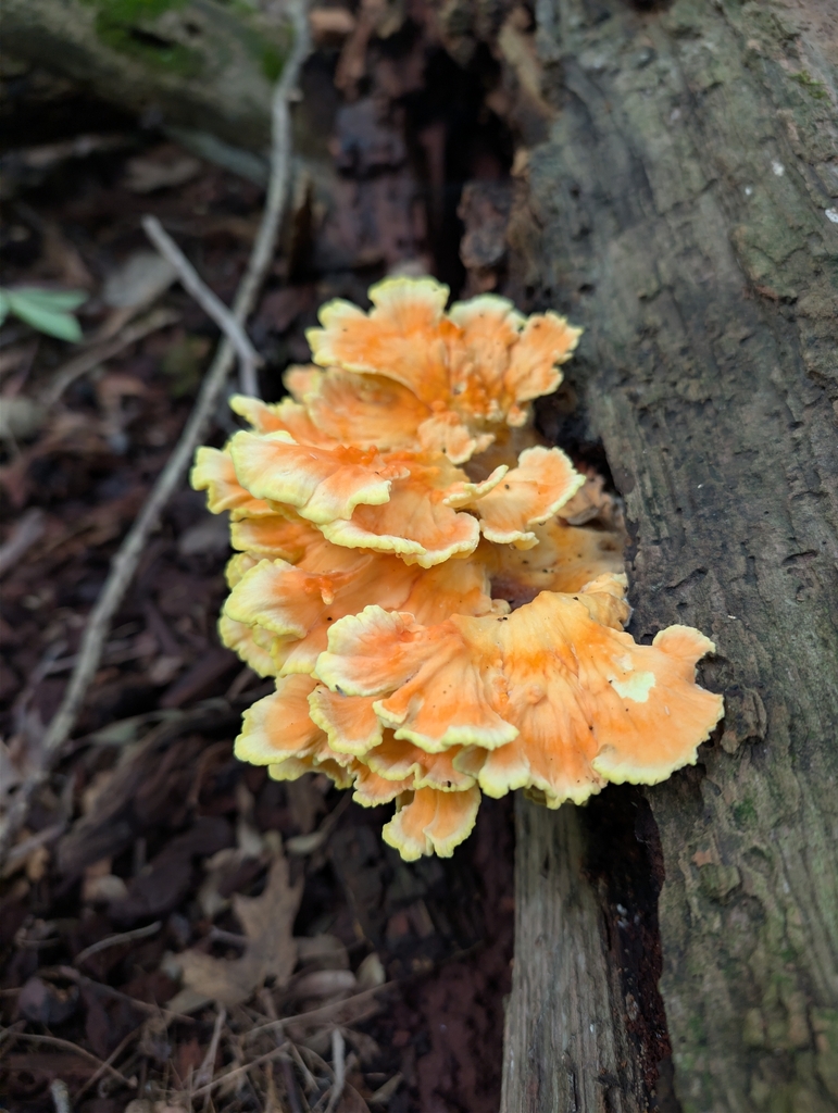 chicken of the woods · September 2026 · photo: Photo: no rights reserved · iNaturalist