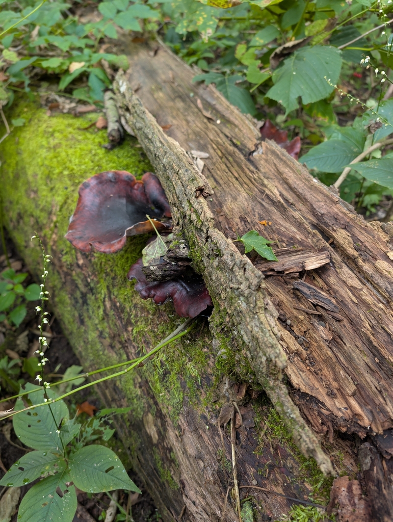 Bay Polypore · September 2026 · photo: Photo: no rights reserved · iNaturalist