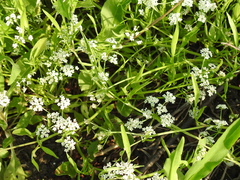 Limnosciadium pinnatum