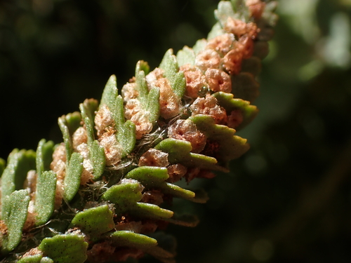 Polystichum lemmonii, photograph 2