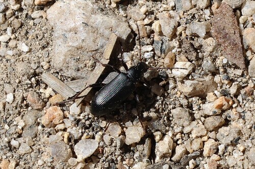 iNaturalist observation photo of Ground Beetles