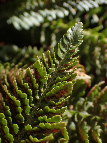 Polystichum lemmonii, photograph 1