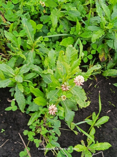 Alsike clover