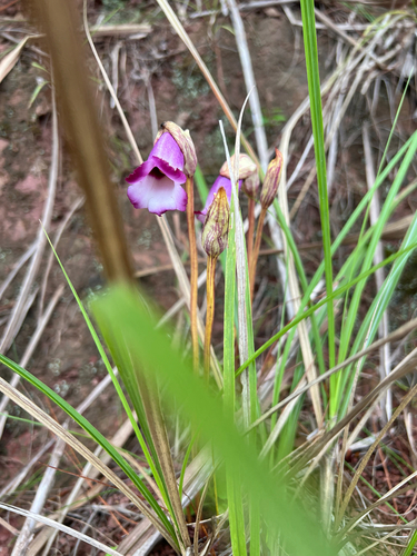 Indian Broomrape