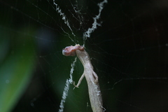 Saproscincus spectabilis