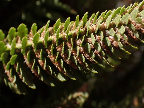 Polystichum lemmonii