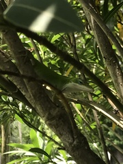 Anolis carolinensis