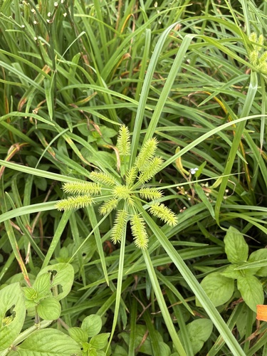 Cyperus cyperoides