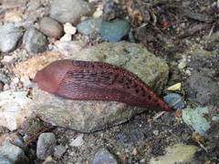 Limax dacampi