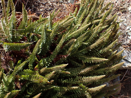 Polystichum lemmonii, photograph 3
