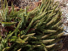 Polystichum lemmonii, photograph author not stated, no rights reserved