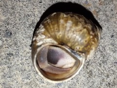 Coenobita cavipes