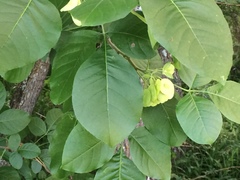 Ptelea trifoliata mollis
