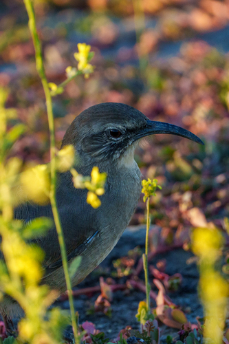 iNaturalist observation photo of California Thrasher