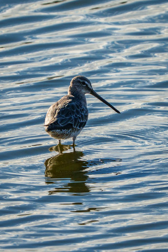 iNaturalist observation photo of Long-billed Dowitcher
