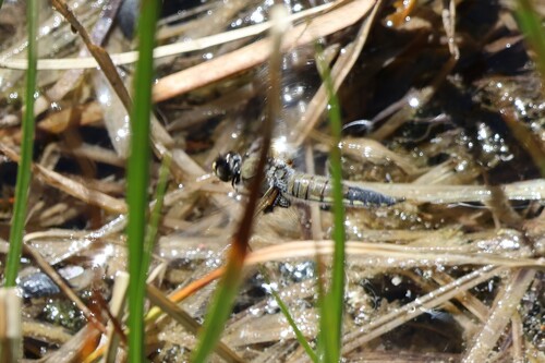 iNaturalist observation photo of Four-spotted Skimmer