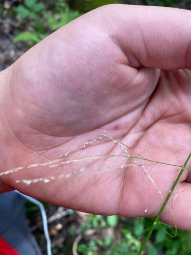 Glyceria striata, photograph 3