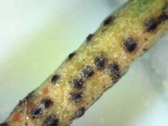 Puccinia liliacearum