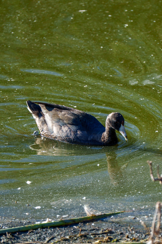 iNaturalist observation photo of American Coot