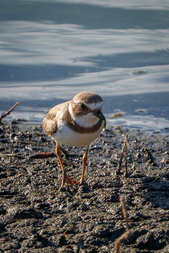 iNaturalist observation photo of Semipalmated Plover