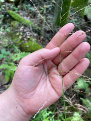 Glyceria striata