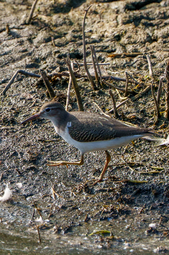 iNaturalist observation photo of Spotted Sandpiper