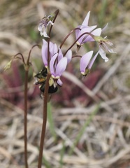 Primula meadia