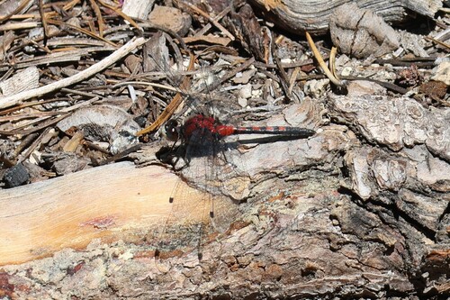 iNaturalist observation photo of Hudsonian Whiteface