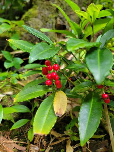 Ardisia crenata observed 2026-09-05