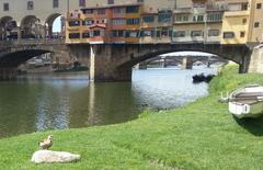 Alopochen aegyptiaca