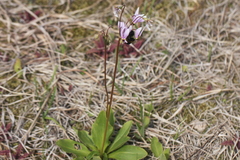Primula meadia